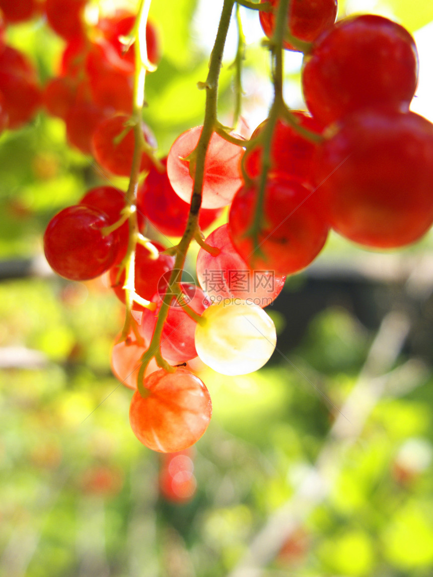 花园里的红花水果营养浆果阳光绿色衬套醋栗食物农业叶子图片