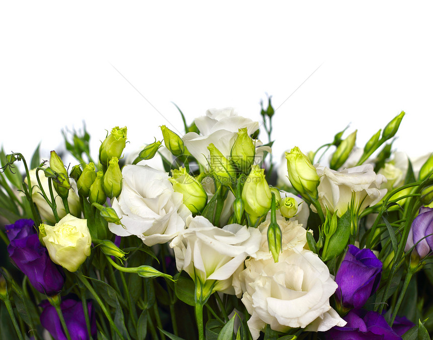 白上花朵的花束卡片生活叶子蓝色中提琴植物群庆典植物紫色玫瑰图片