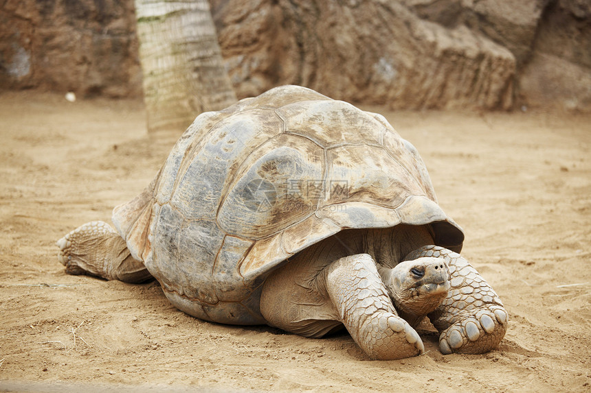 塞舌尔海龟动物学活动动物情调森林晴天异国野生动物皱纹旅行图片