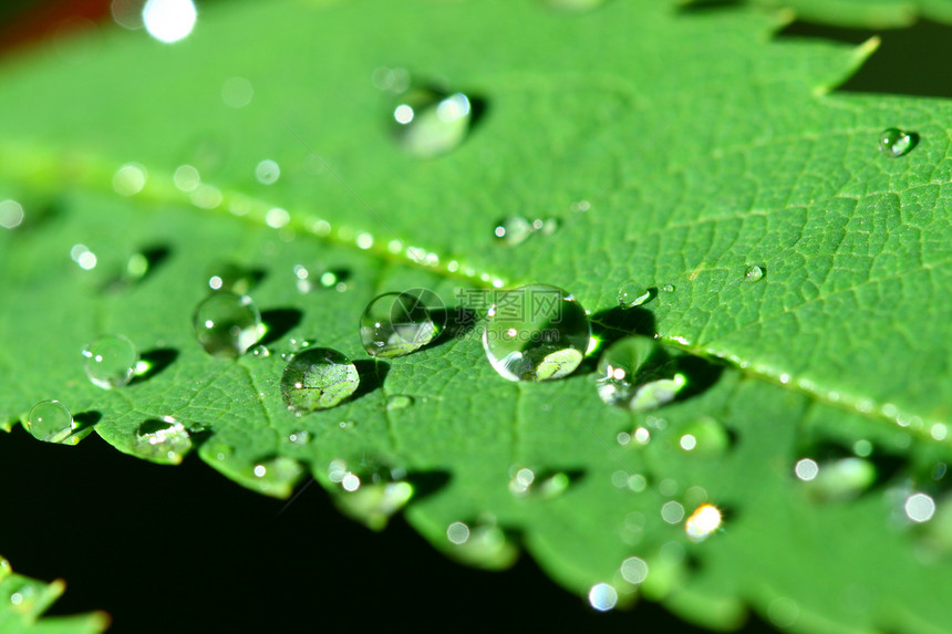 自然自流水草地天气露珠环境生长雨滴水滴叶子液体绿色图片