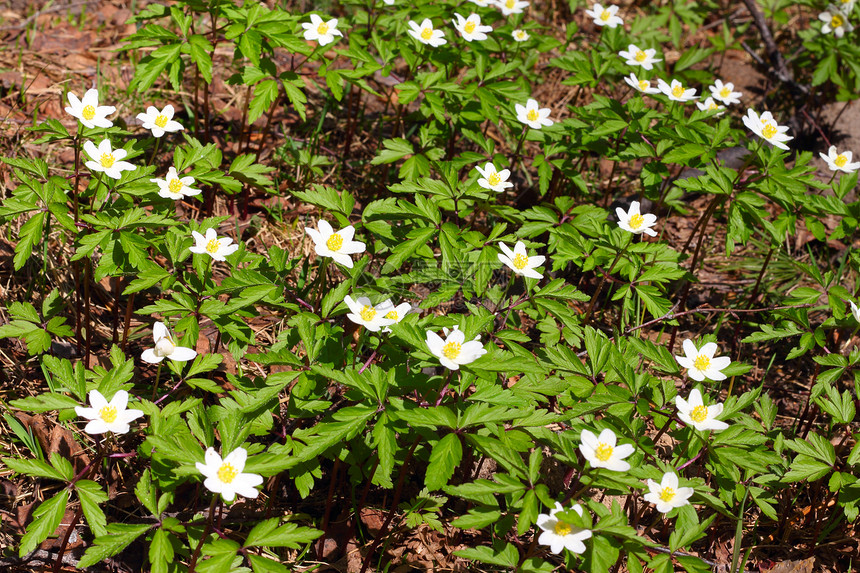 风之花特写花园黄色植物森林白色绿色宏观植物学植物群花瓣图片
