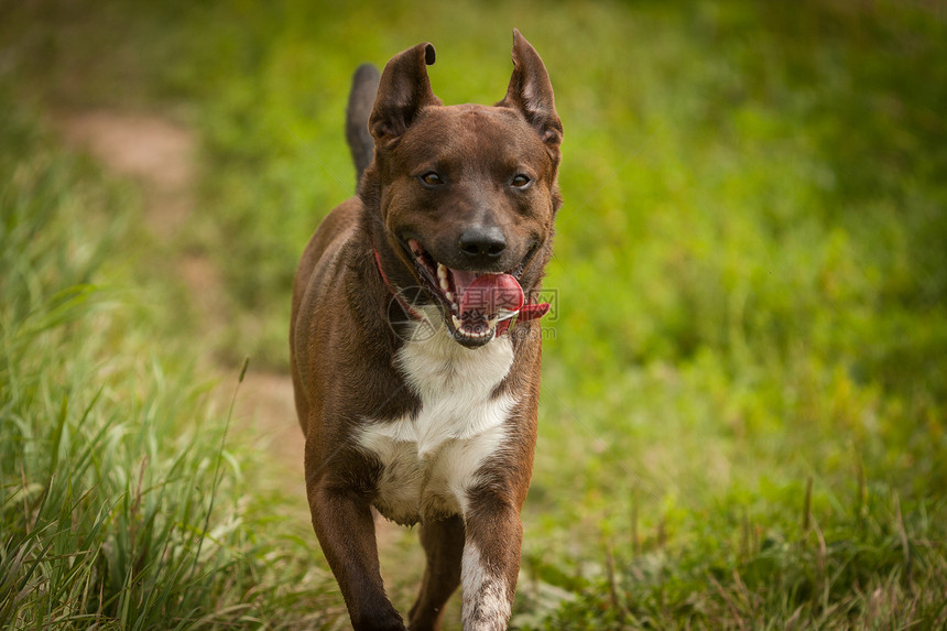 正在运行的狗狗狗犬类白色实验室走狗毛皮忠诚猎犬绿色黑色运动图片