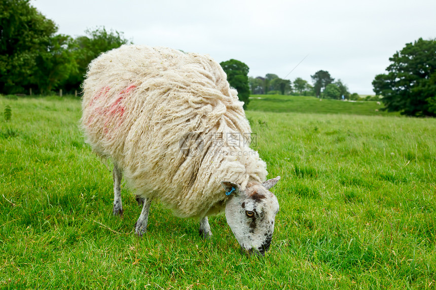 牧羊农田动物农村场地绿色牧场母羊场景白色羊肉图片