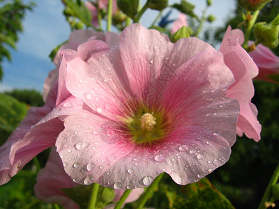 粉红色的花朵草本植物雌蕊花期叶子玫瑰植物学花园季节花瓣花粉背景图片