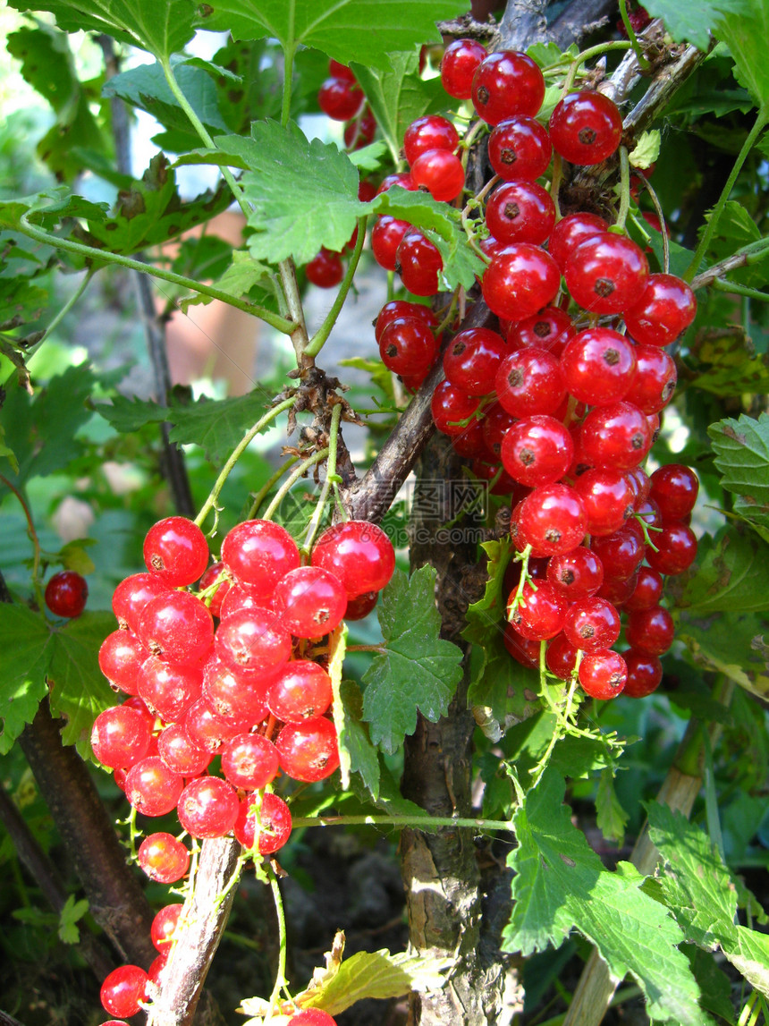 灌木丛中红草原的莓饮食营养花园收成植物学季节农业叶子食物植物图片