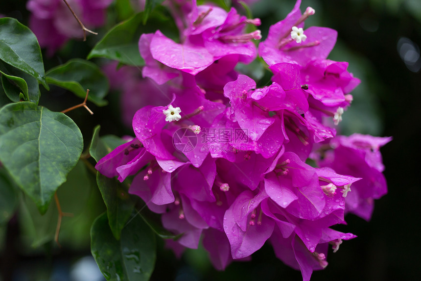 紫色粉红花花头植物粉色水平花束纸花叶子色彩挂件图片