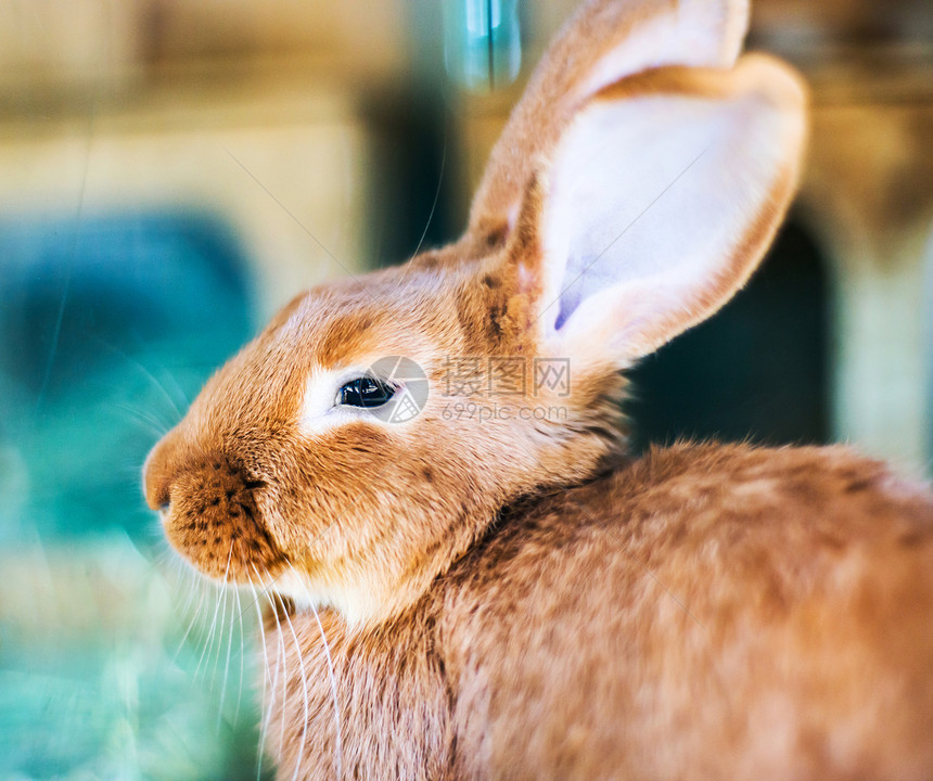 红发兔子白色耳朵农场动物稻草毛皮宠物棕色野兔哺乳动物图片