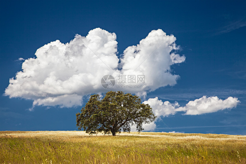 字段中的树多云风景农业蓝色乡村场地农场草地土地孤独图片