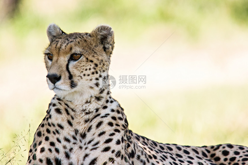 Cheetah 肖像驾驶荒野马拉马赛毛皮游戏捕食者注意力警报食肉图片