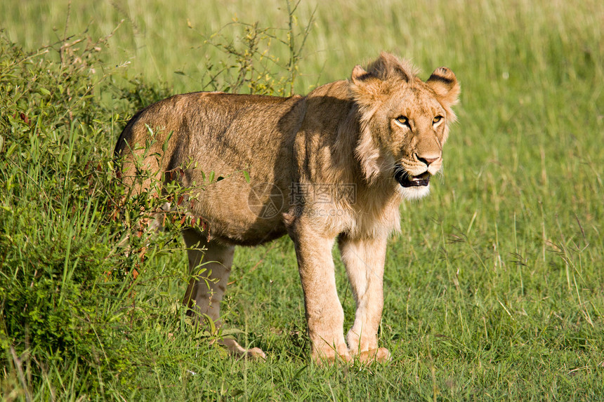 萨凡纳的青年狮子猎人大草原濒危公园食肉动物环境国王男性野生动物图片