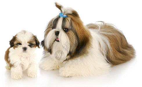母狗和小狗头发家畜宠物主题警报工作室反射动物毛皮母亲背景图片