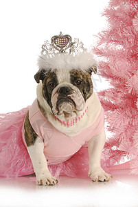 圣诞狗演员公主反射犬类皱纹芭蕾舞斗牛犬工作室斑点情感背景图片