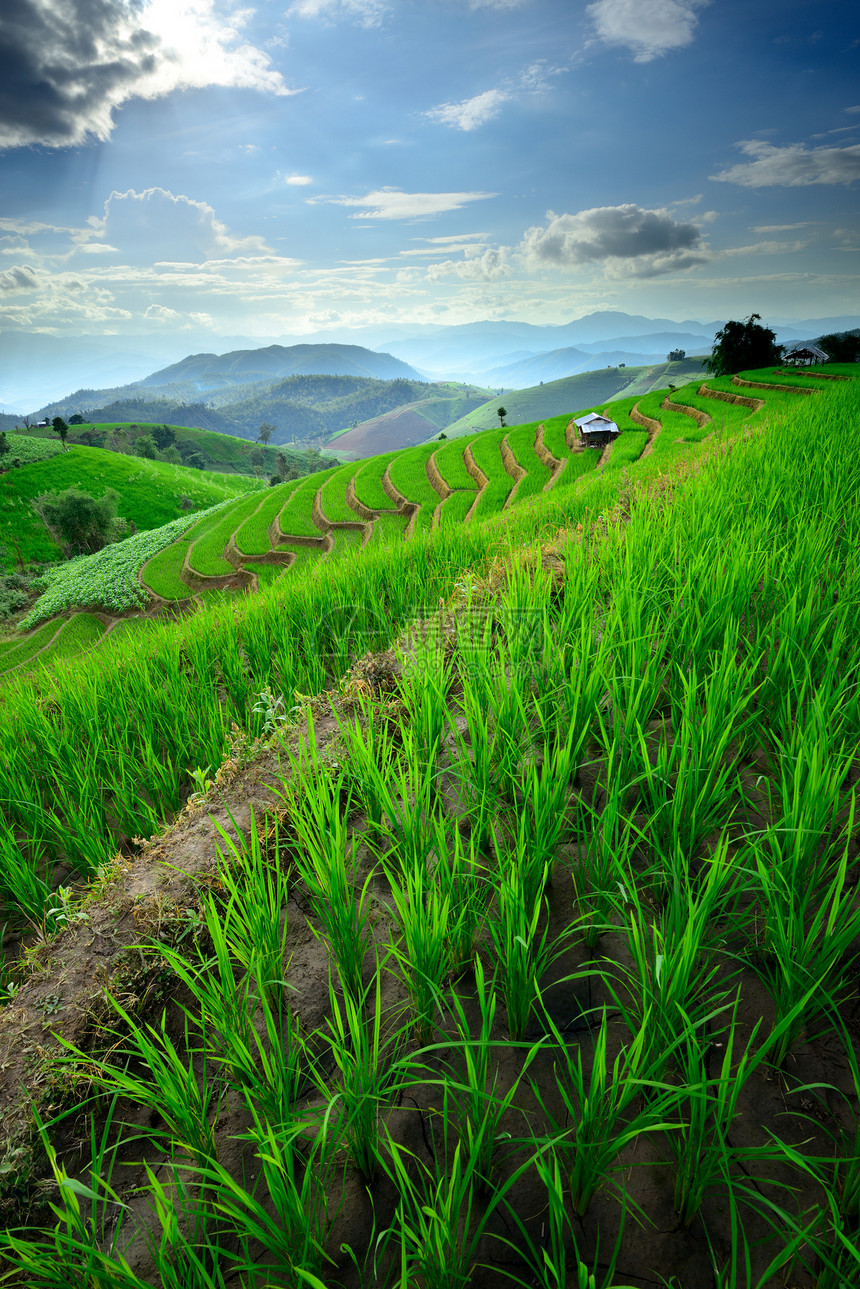 泰国北部的稻田泰国北部梯田文化小屋乡村植物收成场地曲线农场天空图片