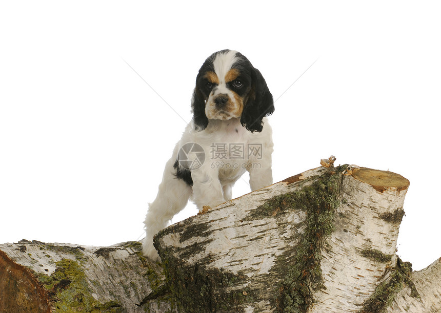 探索小狗狗毛皮犬类病人爪子警卫冒险伴侣木头动物猎犬图片
