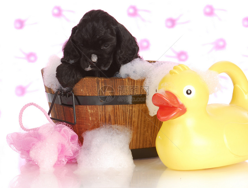 小狗洗澡时间鸭子工作室花朵擦洗浴缸泡沫粉色橡皮黑色白色图片
