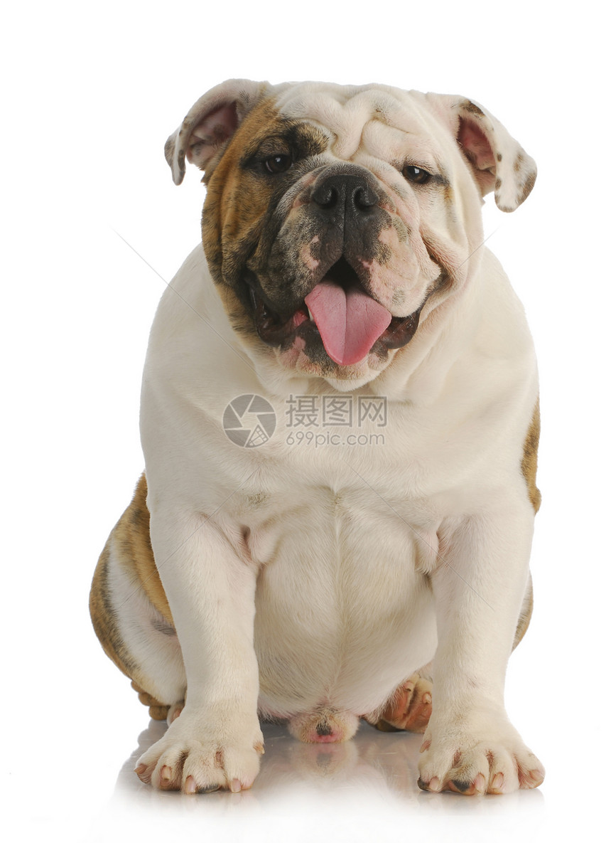 可爱狗斗牛犬生物正方形宠物主题图像工作室犬类血统皱纹图片