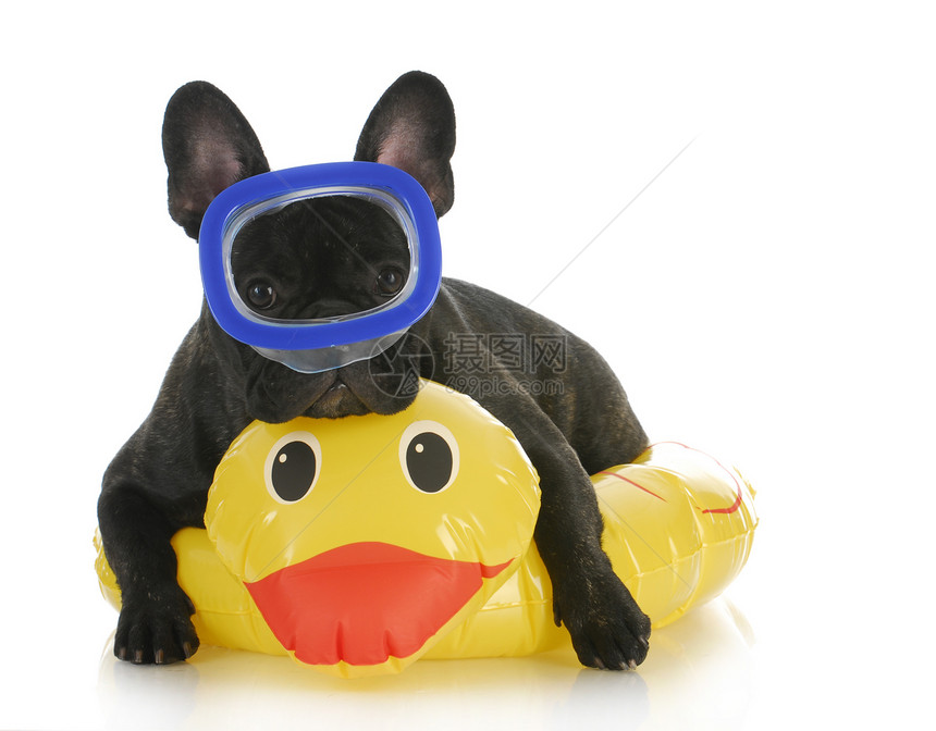狗狗游泳鸭子帽子犬类玩具哺乳动物生日胡须宠物派对反射图片