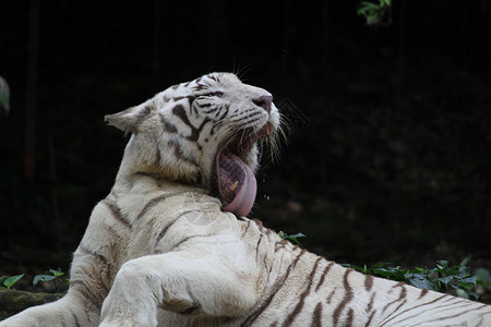 白虎动物群毛皮老虎捕食者动物园野生动物舌头白色高清图片