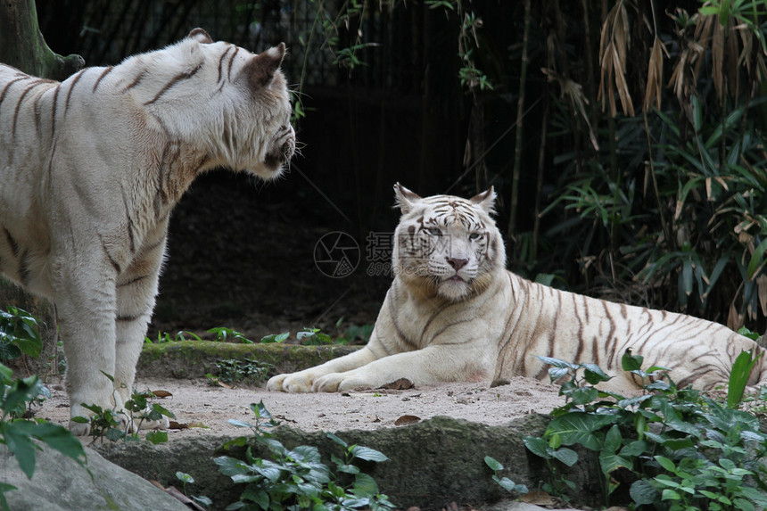 白虎动物群白色动物园毛皮捕食者舌头野生动物老虎图片
