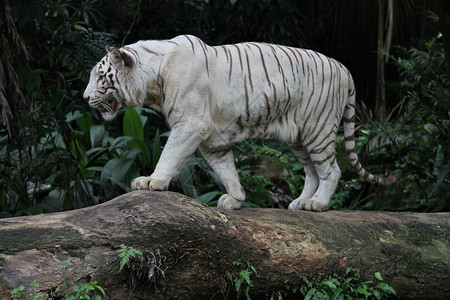 白虎图腾白虎捕食者野生动物动物园动物群老虎舌头毛皮白色背景