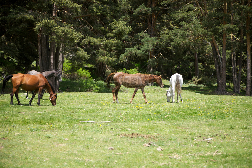 格雷多斯自然公园的四匹马图片