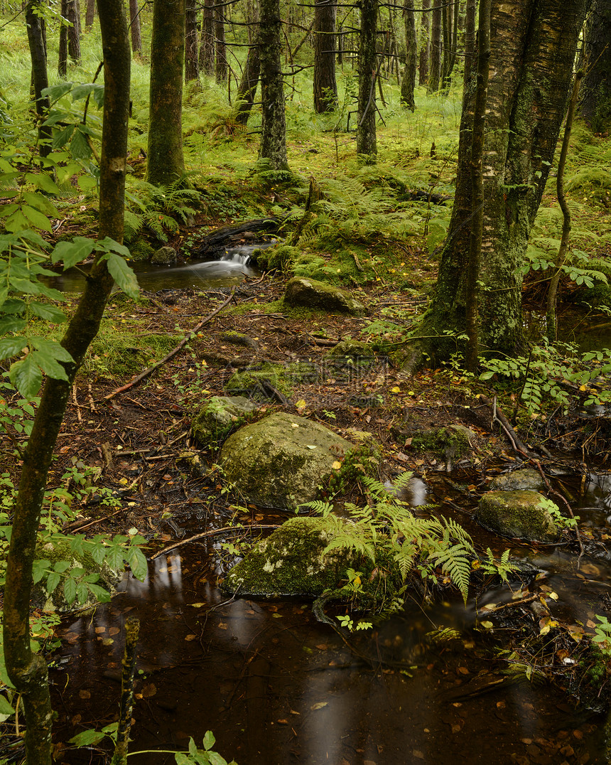 索尔马克a树木溪流林地森林自然界景观图片