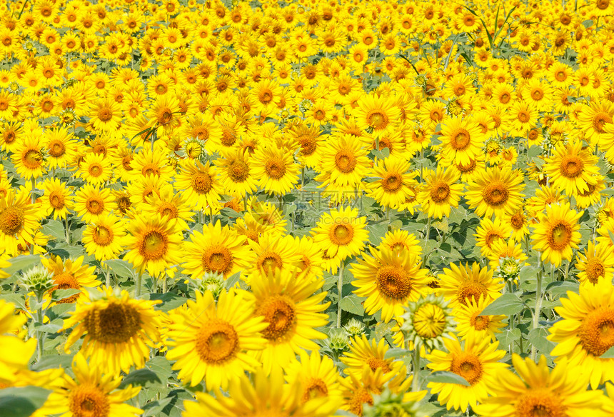 向日向字段花粉植物花瓣种子植物群太阳草地向日葵农业阳光图片