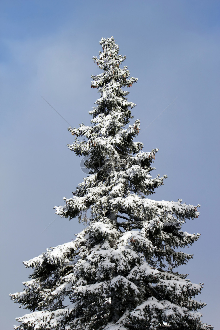 冬天的Fir树季节环境公园木头全景植物群天气降雪森林高地图片