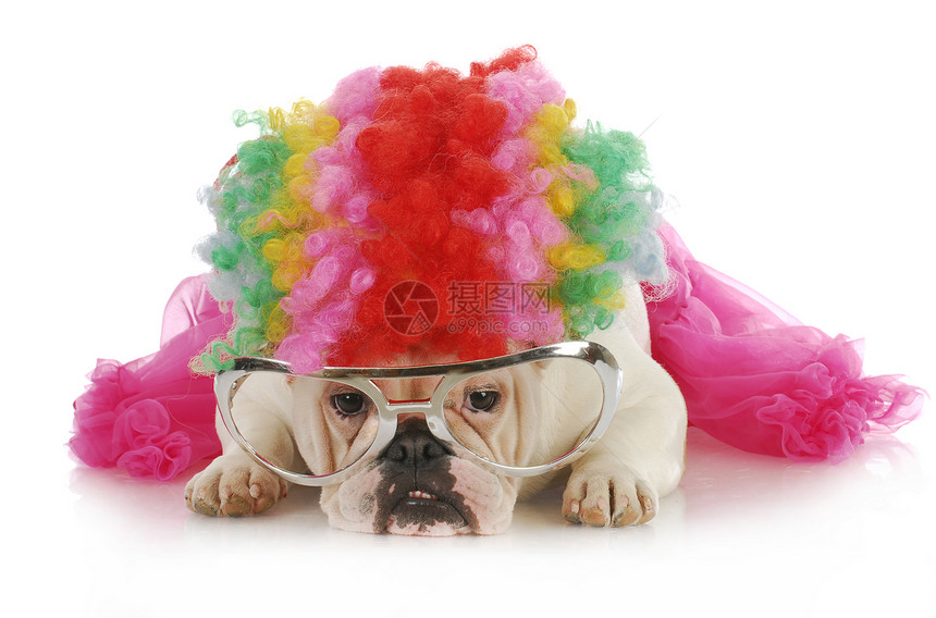 傻笨狗狗假发眼镜小狗小丑粉色展示斗牛犬犬类血脉白色图片