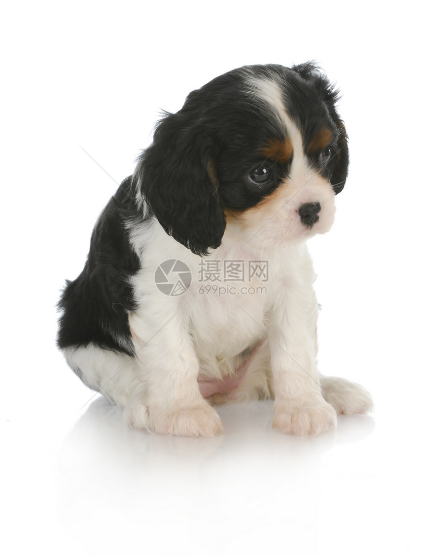 可爱的小狗猎犬衣领犬类白色国王宠物婴儿动物卷曲棕色图片