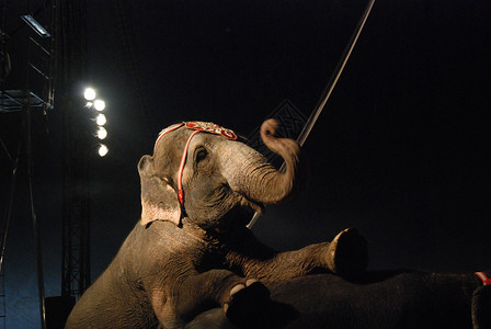 大象马戏团平衡马戏团漫画戏服动物生物背景图片