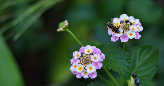 黄蜂春天花瓣高清图片