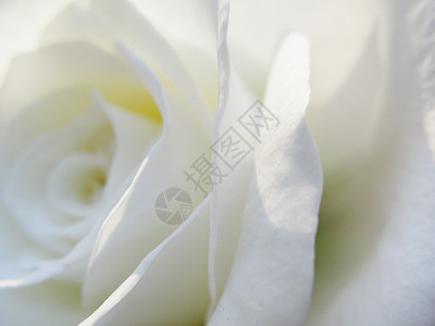 白玫瑰花花园玫瑰白色玫瑰色背景图片