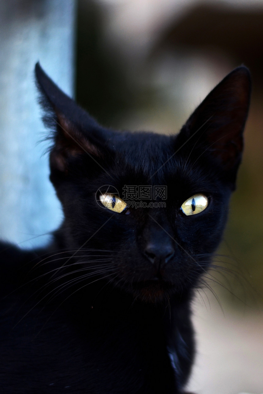黑猫家畜猫群黄眼睛毛皮成人白点食肉流浪动物宠物图片