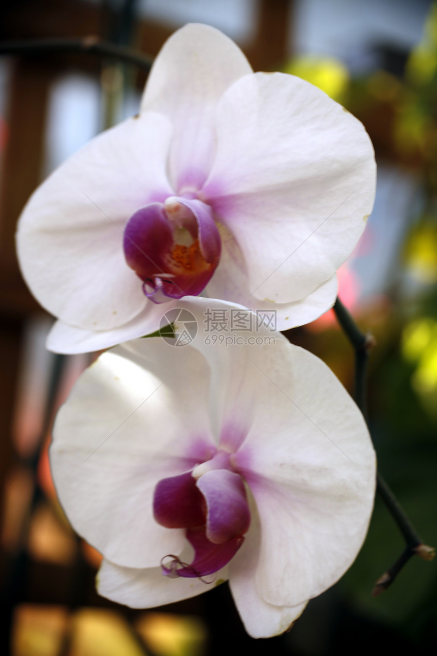 白兰花植物树叶白色花朵粉色黄色情调红色异国兰花图片