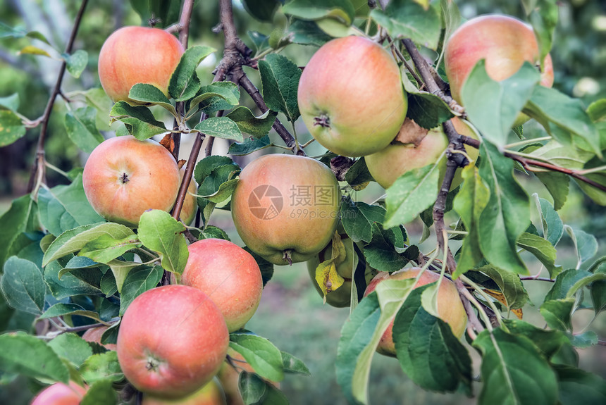 苹果树枝上的红苹果小吃园艺季节生长果园农业花园食物收成农场图片