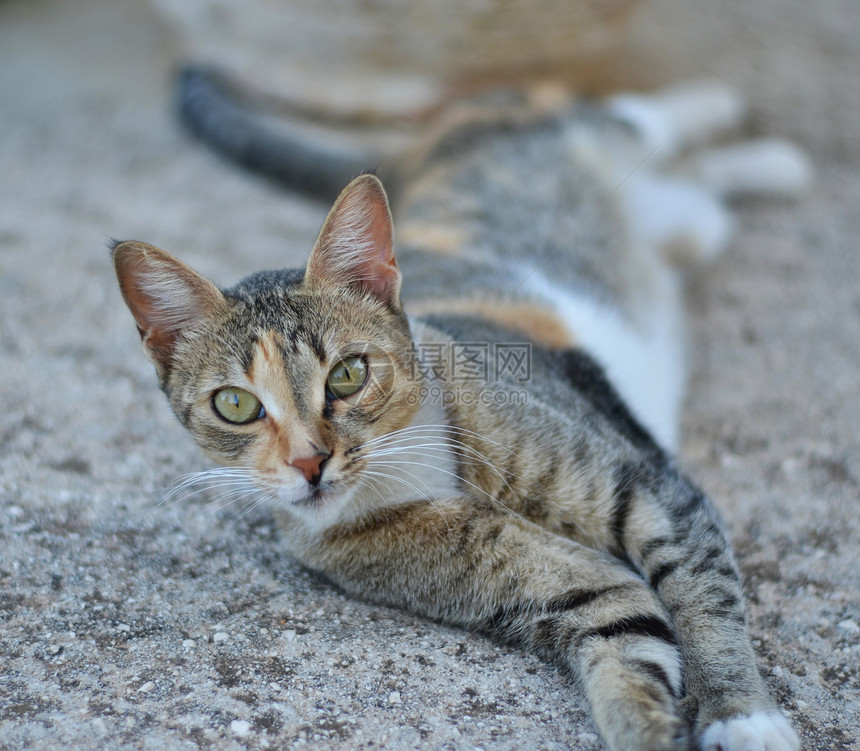 可爱猫咪在花园里放松图片