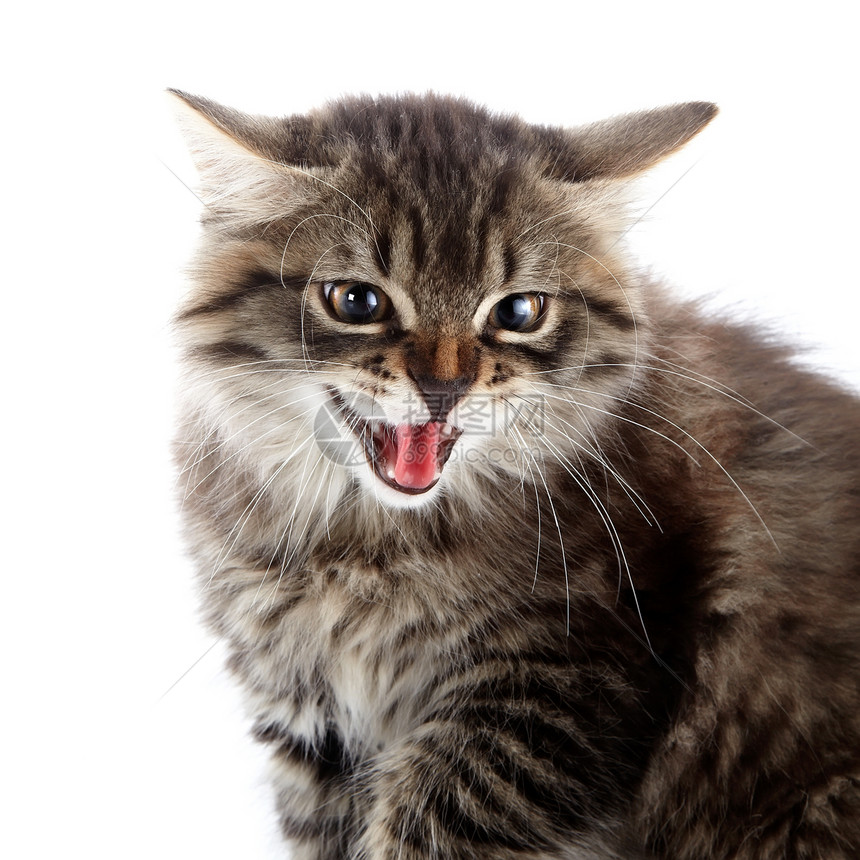 一只愤怒的猫的肖像图片