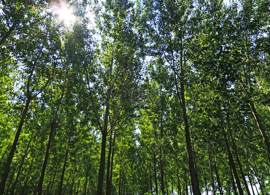 绿色绿林生长缠绕太阳山毛榉环境树木场景松树乡村叶子图片