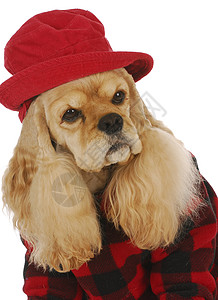 可爱狗格子宠物哺乳动物黑色衣服帽子动物衬衫浅黄色犬类背景图片