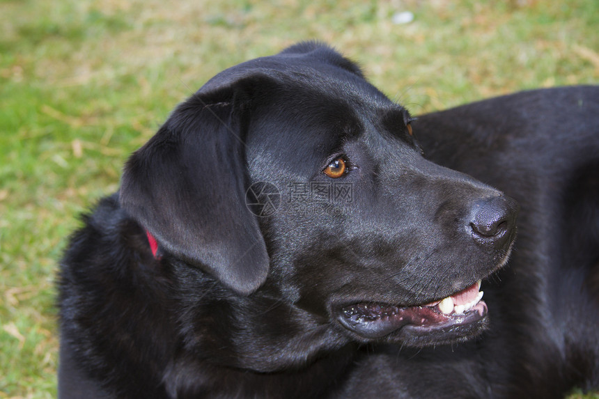 外面的拉布拉多犬黑色训练注意力猎犬宠物动物牙齿伴侣外套哺乳动物图片