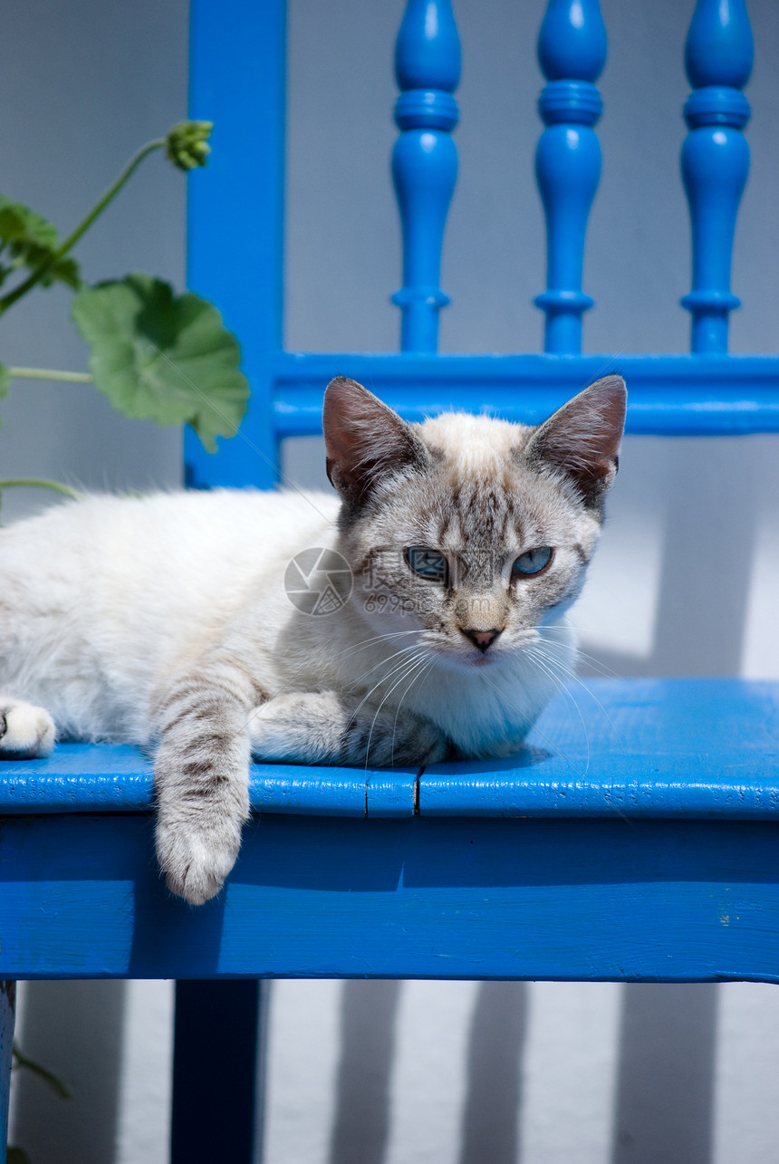 小猫白色条纹宠物猫科动物椅子蓝色眼睛哺乳动物动物图片