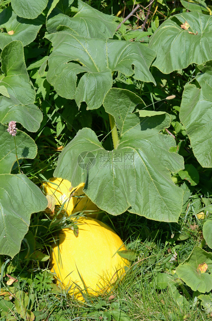 花园中的南瓜园艺蔬菜叶子食物植物黄色农场绿色图片