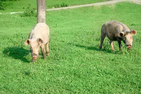 家猪比例农业天堂场地喜悦插图产品阳光高尔夫球蓝色高清图片