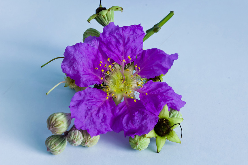 紫色宇宙花朵粉色玫瑰花瓣植物花期花束红色气候美丽色彩黄色图片