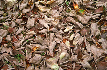 叶皮地毯衰变叶子地面树叶背景图片