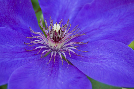 蓝蓝色薄膜蓝色宏观淡紫色叶子植物紫色背景图片