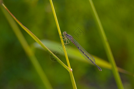绿环境翅膀绿地公园沼泽环境保育员昆虫香蒲绿色土地背景图片