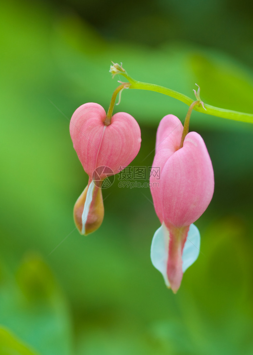 心花花白色粉色花语植物宏观绿色图片