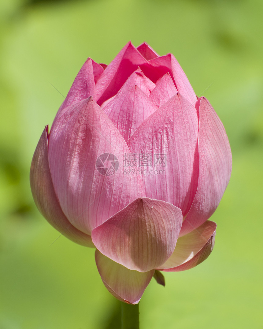 粉莲花花粉色宏观热带花瓣绿色图片